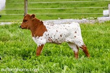 Steer