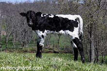 HEIFER 