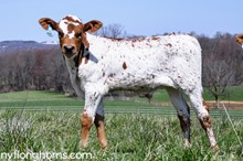 BULL