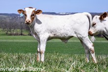 BULL