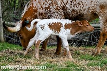 BULL