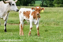 BULL
