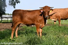 HEIFER 