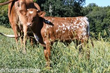 BULL