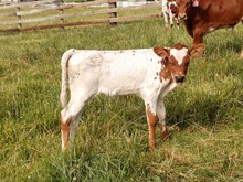 Heifer Calf