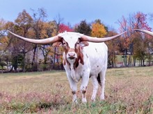 STEER