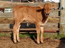 BULL 