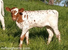 HEIFER