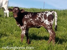 HEIFER