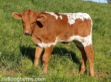 BULL