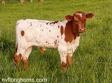 BULL