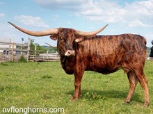 NV Rustic Rose