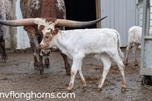 BULL