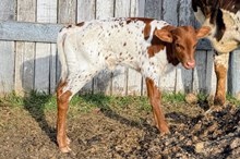 HEIFER