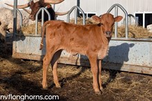 HEIFER 